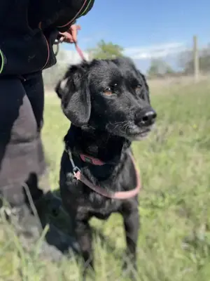 Dana sucht dringend ein liebevolles Zuhause Bild 2