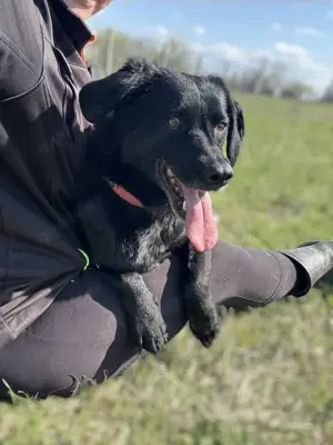 Dana sucht dringend ein liebevolles Zuhause Bild 6