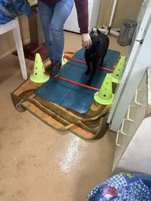 Dana sucht dringend ein liebevolles Zuhause Bild 9