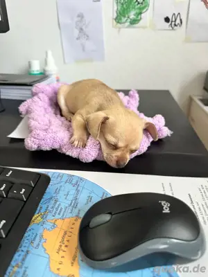 super süßer reinrassiger Chihuahua Rüde