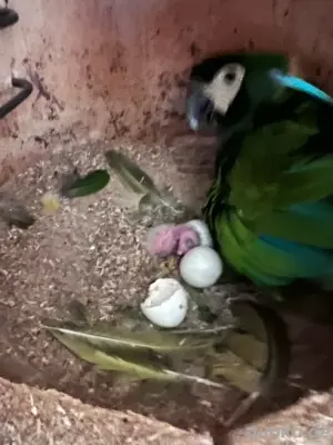 Goldnackenara 1 jahr alt 1,1