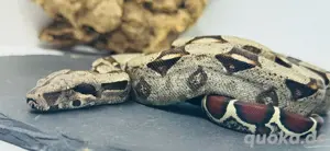 BCI Mädchen zehn