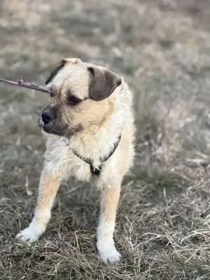 Gigolo möchte gerne das Tierheim verlassen Bild 5