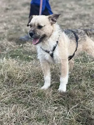 Gigolo möchte gerne das Tierheim verlassen Bild 2