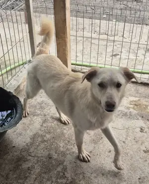 Junger Rüde 780206 stellt sich vor