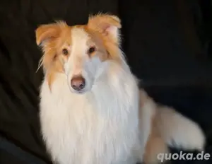 Collie Hündin, 2 Jahre