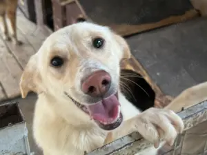 Junger Rüde CASH stellt sich vor