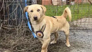 Liebenswerter Jack sucht Zuhause