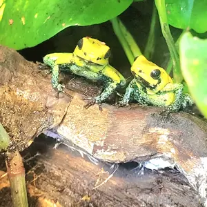 Phyllobates bicolor 