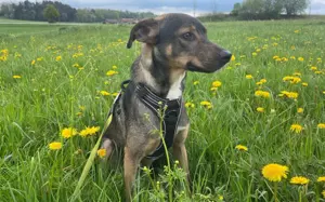 Kinderloses Zuhause für Tiny Tim gesucht