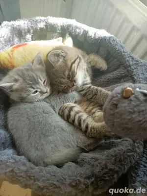BKH Katzenbabys 