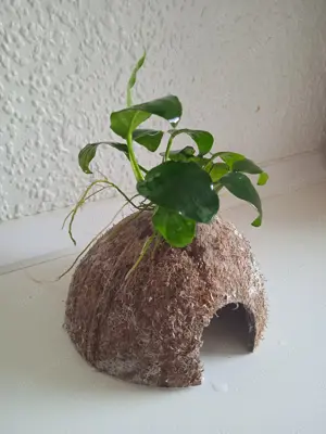 Halbe Kokosnussschalen bepflanzt mit Anubia Bild 5