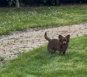 Chihuahuas reinrassig  Mai2025 Rüde+ Weibchen Bild 10