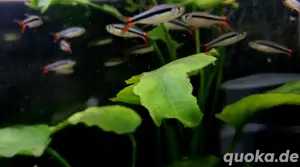 Rotflossen Schrägschwimmer Thayeria spec Red Tail Teles Pires 