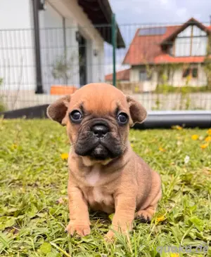 Französische Bulldogge Welpen mit Ahnentafeln 