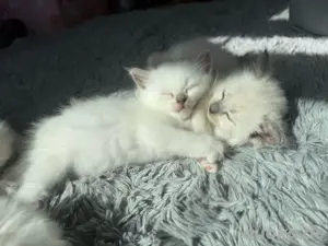 Ragdoll mix Kitten