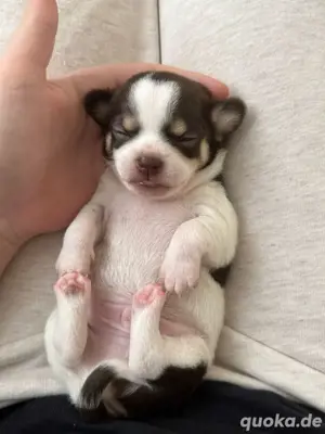 Chihuauha Rüden suchen