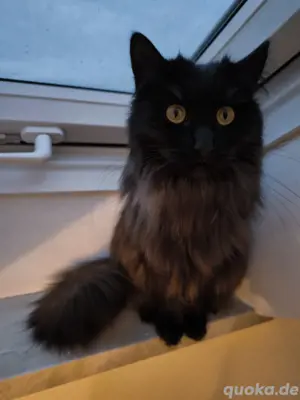 main coon mix such dringend lieber volle zuhause 