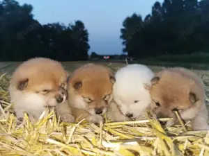 Shiba Inu Welpen suchen ein liebevolles zu Hause