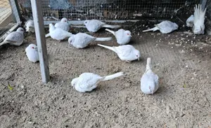Diamanttauben Diamanttäubchen 