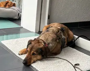Laila sucht ihr Glück