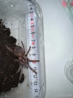 Pterinopelma sazimai 0.0.2