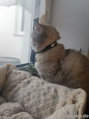 BKH Deckkater  Bild 7