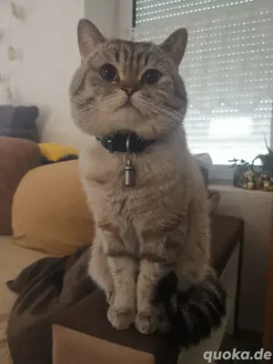 BKH Deckkater  Bild 6