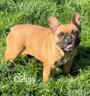 Die liebe Cassy wurde entsorgt und sucht jetzt ein wundervolles Zuhause *noch in Ungarn*