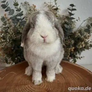 minilop zwergwidder kaninchen häsin