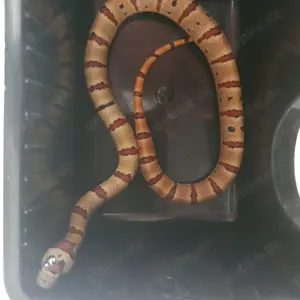 Lampropeltis  Leonis