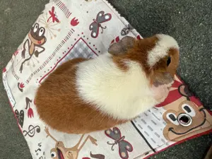 Meerschweinchen US Teddy Bild 2