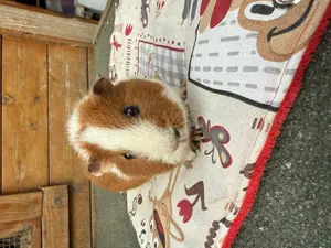 Meerschweinchen US Teddy Bild 3