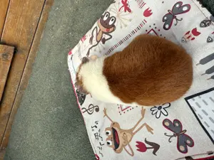 Meerschweinchen US Teddy Bild 4