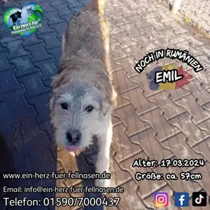 Junghund Emil sucht Familie