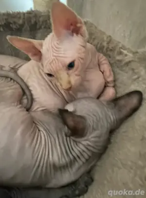 Sphynx Kitten männlich mit Tasthaaren