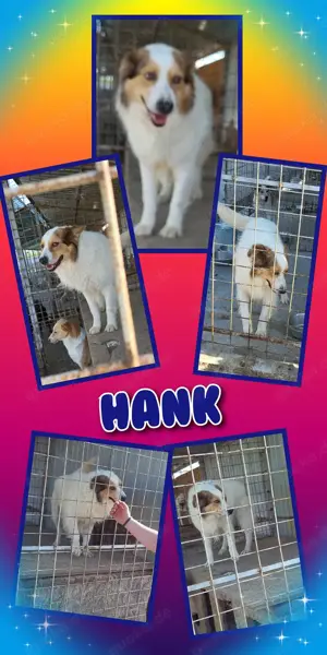 süßer, lieber und mit Artgenossen super verträglicher Rüde "Hank" sucht ein schönes Zuhause 