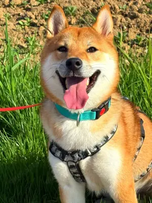 Shiba Inu Mochi sucht ein Traumzuhause