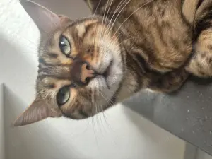 Verkaufe bengalkatze
