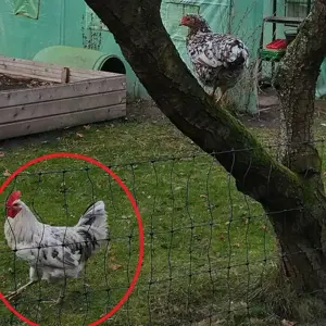 Türkis blau-grüne Eier, BE Bruteier - Buntleger - Easteregger Bild 4