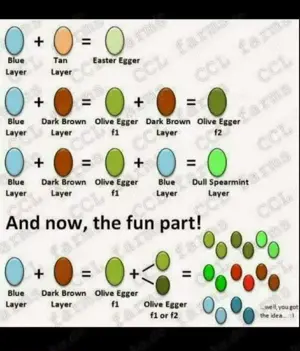 Türkis blau-grüne Eier, BE Bruteier - Buntleger - Easteregger Bild 5