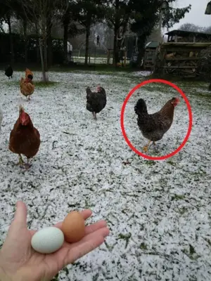 Türkis blau-grüne Eier, BE Bruteier - Buntleger - Easteregger Bild 6