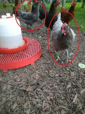 Türkis blau-grüne Eier, BE Bruteier - Buntleger - Easteregger Bild 3