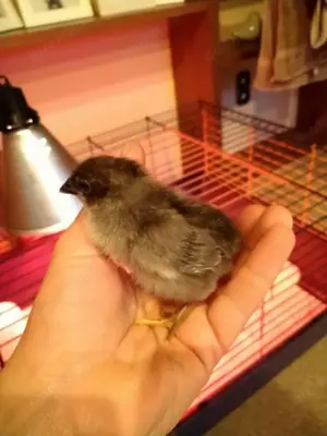 Türkis blau-grüne Eier, BE Bruteier - Buntleger - Easteregger Bild 2