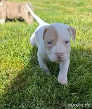 Reinrassige American Bully Welpen suchen bald neues Zuhause