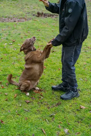 Hündin Archie sucht ein Zuhause Bild 4
