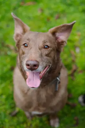 Hündin Archie sucht ein Zuhause Bild 6