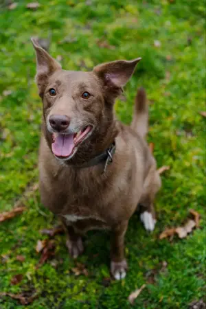 Hündin Archie sucht ein Zuhause Bild 5
