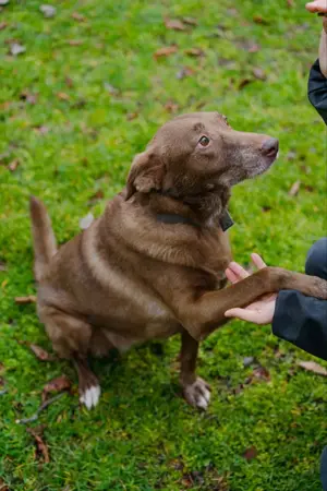 Hündin Archie sucht ein Zuhause Bild 3