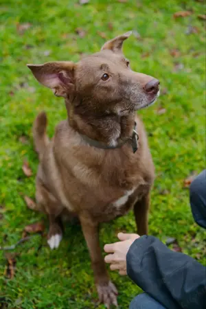 Hündin Archie sucht ein Zuhause Bild 2